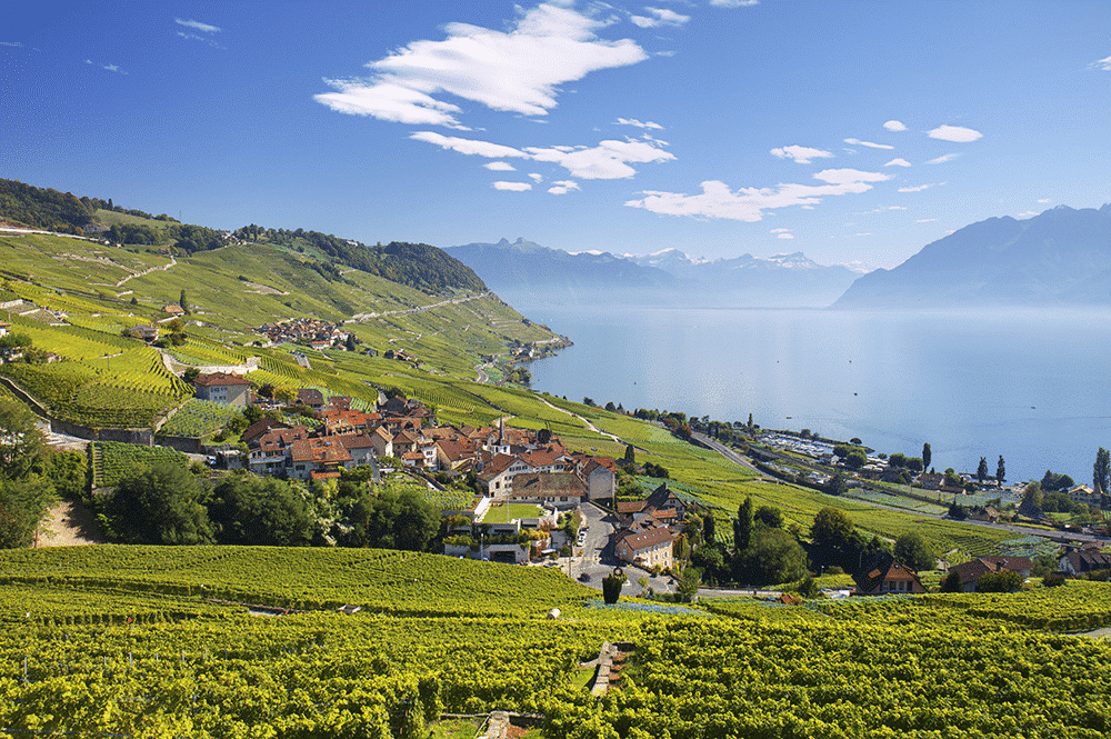 Lavaux / Vaud vineyards